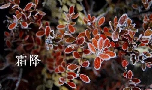 霜降时节系列作品 文/汪火炎(湖北)