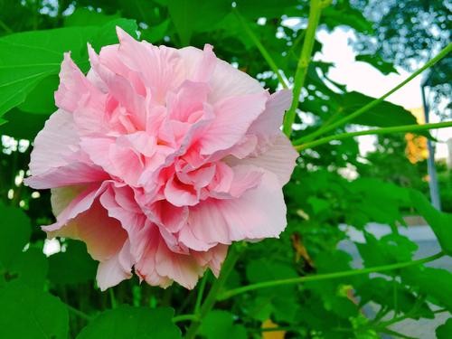 【经典】柳卧、梁文军、安忠和、花开富贵//七律•绣面芙蓉一笑开（图7）