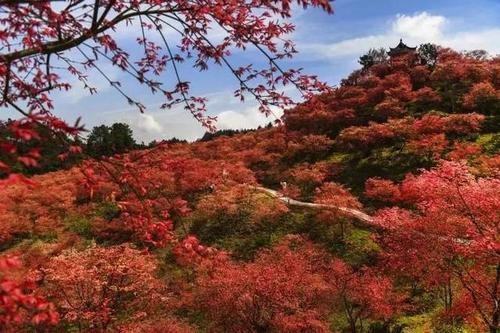 【名家精品】邱若悟老师霜降佳作欣赏（图2）