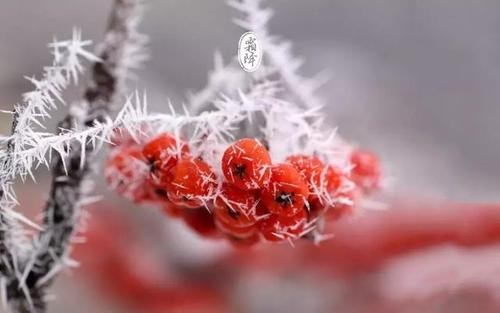 卜算子：霜降吟文／彭宇昭
