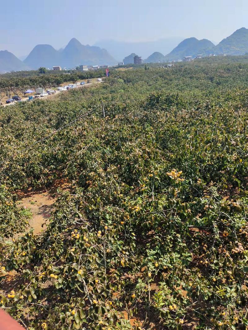 深秋红柿 文ll苏士焕（图7）