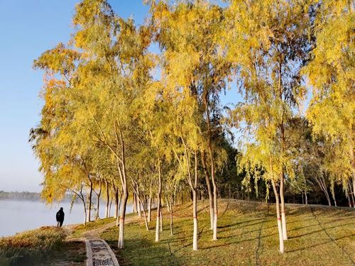 《散文》秋到深处：文／范静红（陕西岐山）（图6）