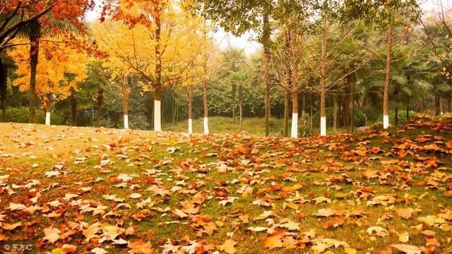 《散文》秋到深处：文／范静红（陕西岐山）（图8）