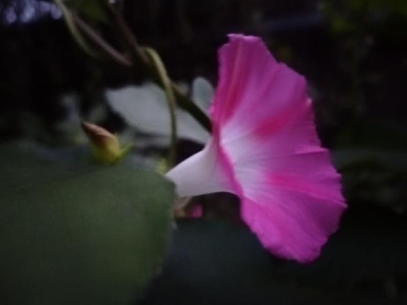 【新诗大观】牵牛花||文/金粉玉蝶（图2）