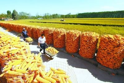 七绝 苞谷场高文庆（图2）