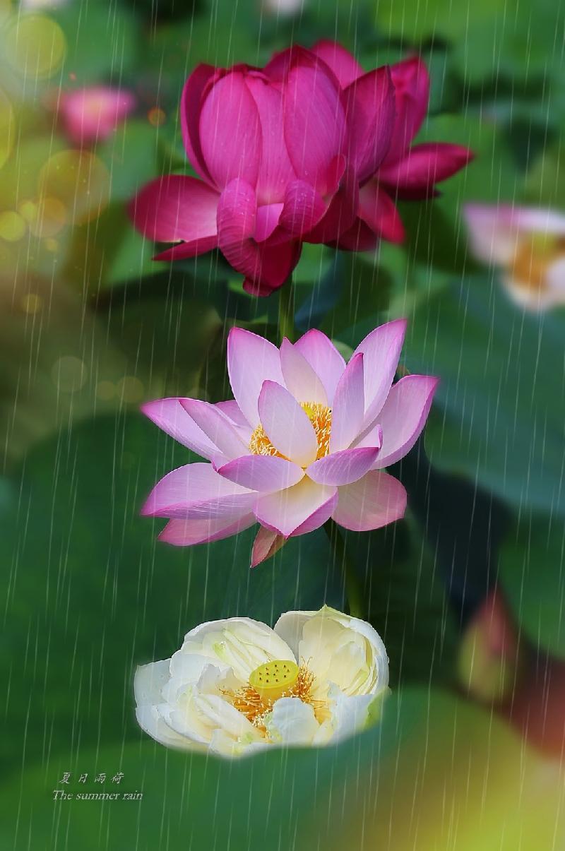 《原创》雨荷 是九月的一滴泪：文／李燕玲（甘肃兰州）（图2）