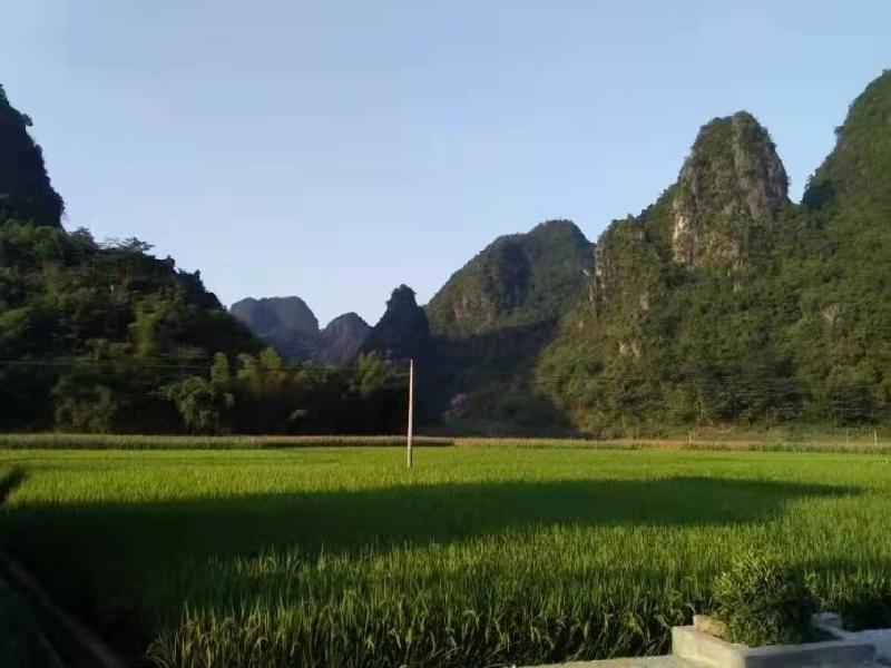 散文 *春日游 作者：吕建敏（河北）【冰心文化传媒】（图9）