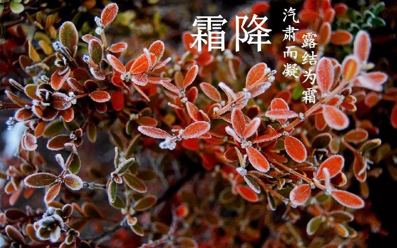 【潇湘文学社】潇湘如兰诗社《霜降》(总205期)(图5)