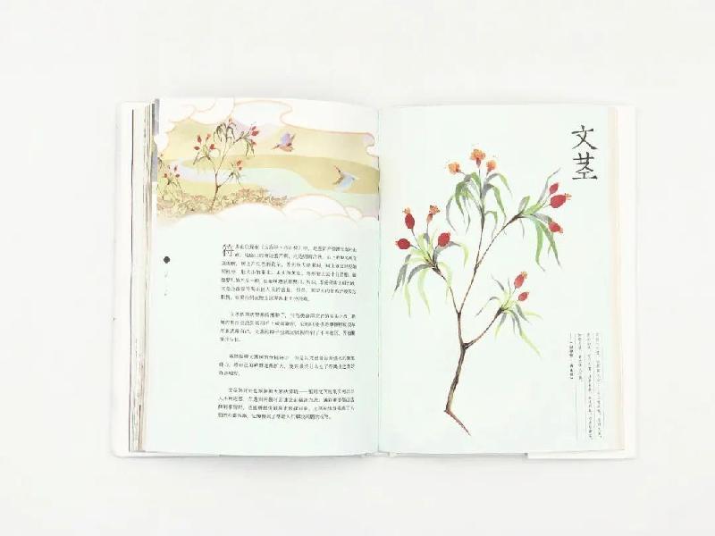 夏长青诗歌《决明子花开的好看》欣赏编辑：宋梅【中国长江文学社】有声文学平台第2802期（图3）