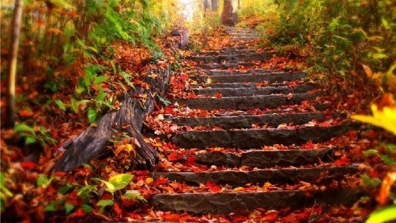 【枫雅汇看图约诗】诗人陈江《七十二》(红叶满山)(图5)