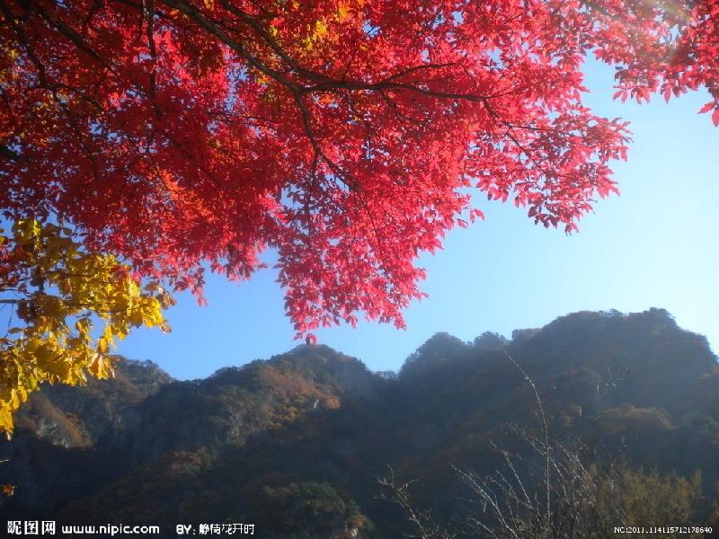 【枫雅汇看图约诗】诗人陈江《七十二》(红叶满山)(图6)