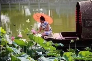 《秋荷遗梦》作者/文雅儒夫 主播/阿伞 编辑/胡琴(图2)