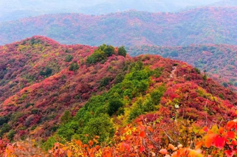 《诗词原创》七律.香山红叶：文／卫剑刚（陕西韩城）（图3）