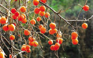 《情景诗》柿子的情结：文／宽容（陕西澄城）（图3）