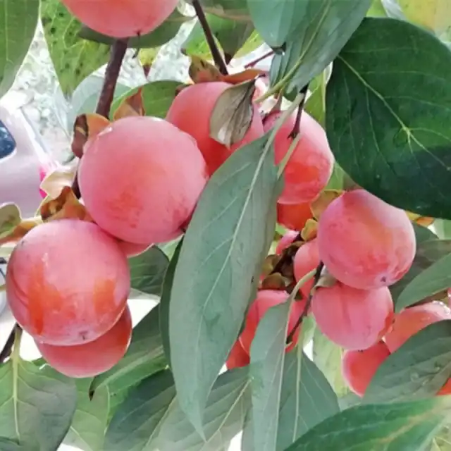 《情景诗》柿子的情结：文／宽容（陕西澄城）（图6）