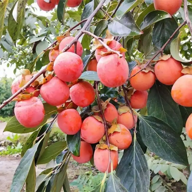 《情景诗》柿子的情结：文／宽容（陕西澄城）（图5）