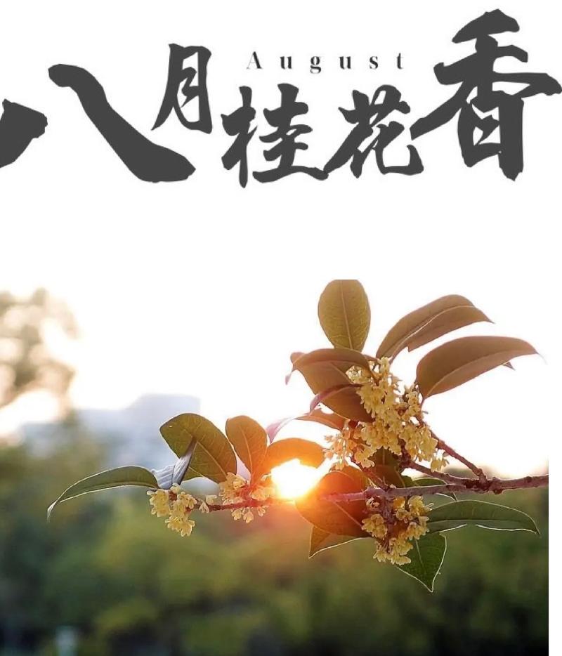 沈阳盛京悦读小剧场隆重推出辽宁百运娇子艺术团的广播剧《八月桂花香》海外头条（图3）