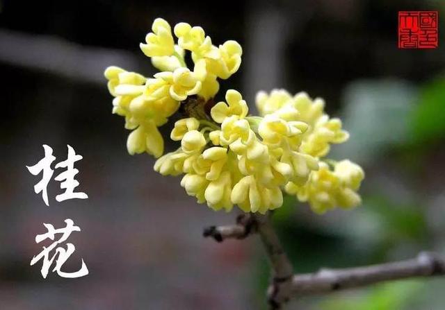 沈阳盛京悦读小剧场隆重推出辽宁百运娇子艺术团的广播剧《八月桂花香》海外头条（图12）