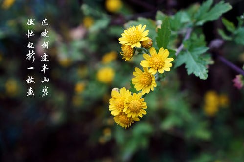 【原创】达万明//七律•金菊情｛欣赏｝（图3）
