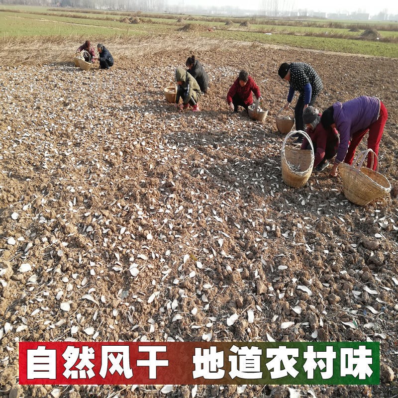 《记忆》十月初一拾棉花:文/李建印(陕西西安(图2)