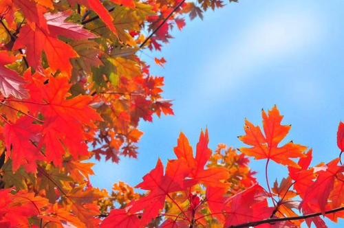 【潇湘文学社】潇湘陶菊诗社《枫》(总210期)(图13)