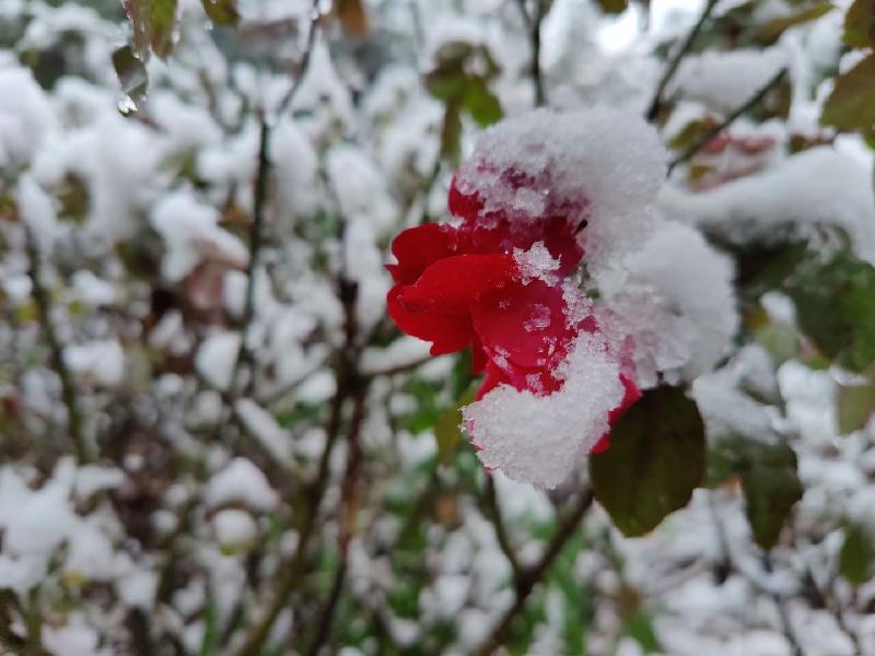 【新诗大观】飘雪的时候——热爱生活的思绪||文/最美的时光(图3)