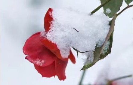 【新诗大观】2021年的第一场雪||文/冯晓敏(图3)