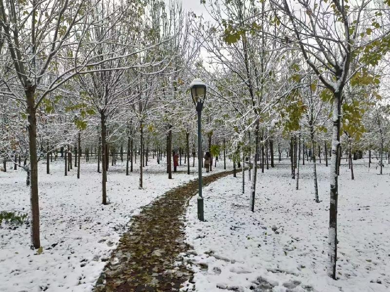 【新诗大观】立冬雪后的树（诗二首）||文/笑青