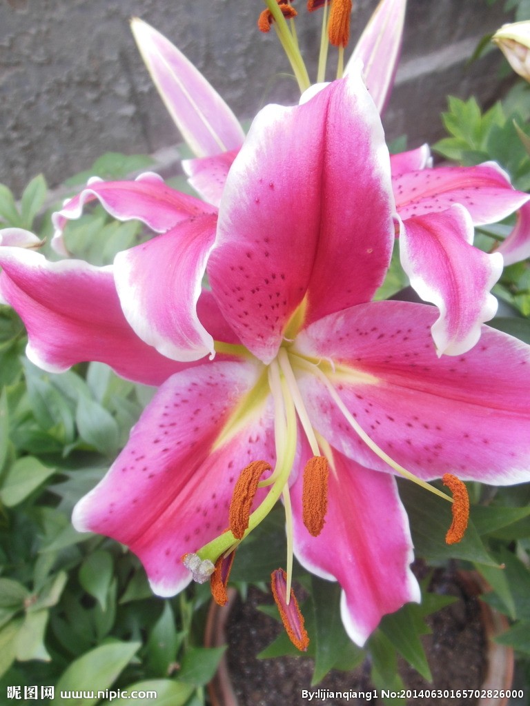 〔格律诗〕 秋花之一(1~15)作者 王香谷(澳大利亚)【冰心文化传媒】(图17)