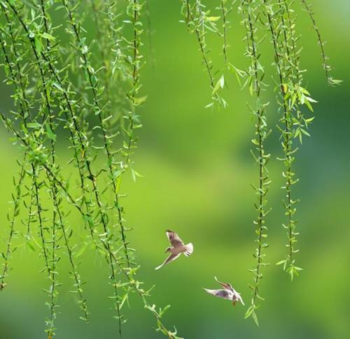 〔诗词一组〕作者 薛利江〔内蒙古〕【冰心文化传媒】（图5）