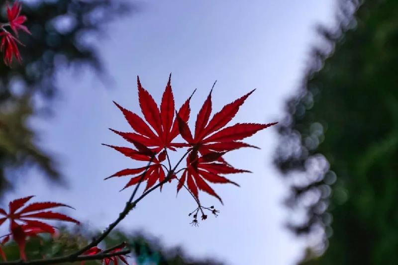 〔诗词一组〕作者 薛利江〔内蒙古〕【冰心文化传媒】（图9）