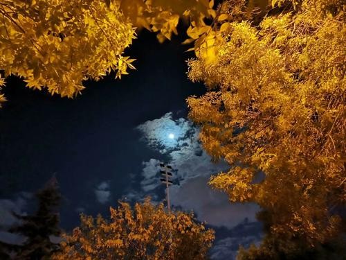 联机全球发布张维精品作（图3）