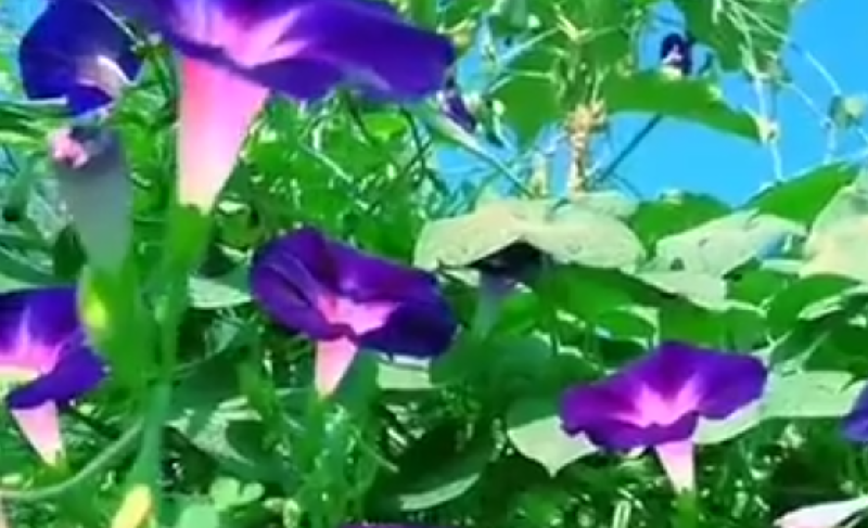 张忠山专辑(第 1 期)网名:读世学聪【墨海文香】总诗社‖内蒙古赤峰市【都市头条】公众号‖正能量传播(图26)