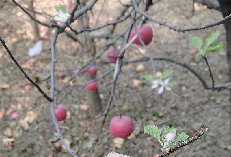 【新诗大观】我不敢让苹果交出花朵||文/王 力（图4）