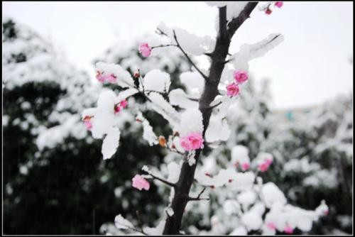【冬之韵】曾培芳//初冬感怀｛外三首欣赏｝（图2）
