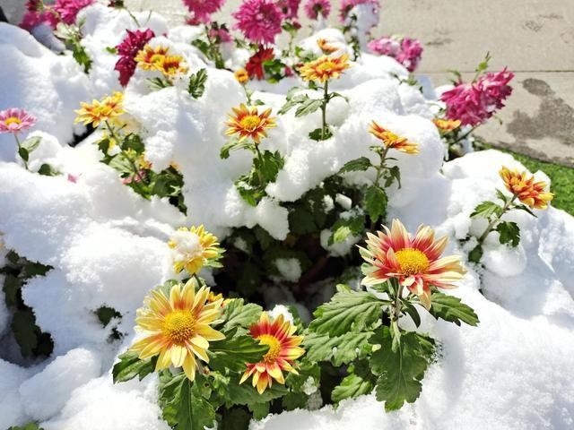 次韵汪火炎老师《小雪时节遣兴》文/汪桃志（图2）