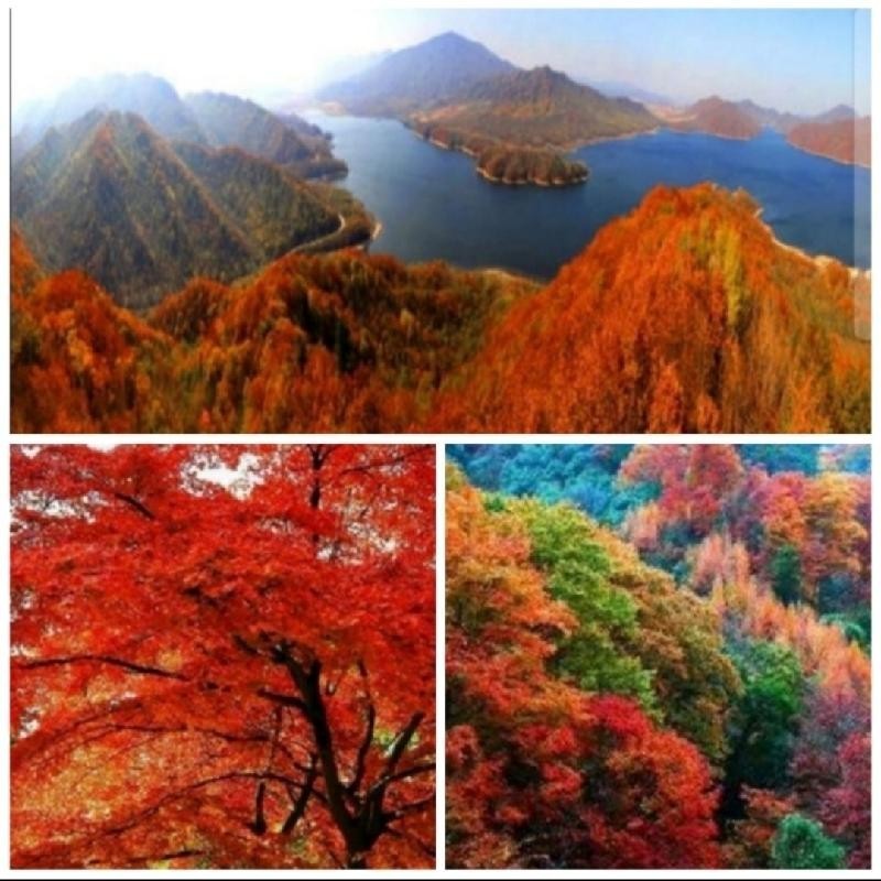 【经典推介】任学萍//秋忧、晚秋｛三首｝（图6）
