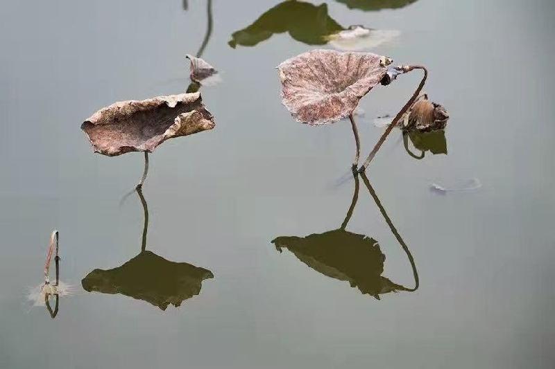 残荷（新韵）文/荷塘（图2）