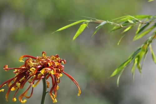 西江月●叹花(柳永体)文/虞慧(图3)