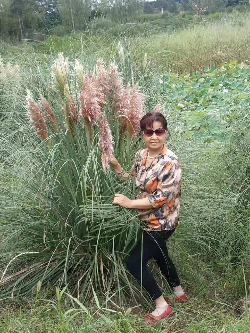 藏头诗《高风亮节》(外八首)‖作者：白莲/腊梅（图2）