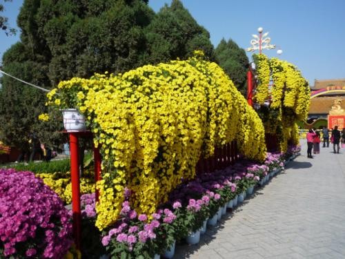 七绝：菊展观花文／彭宇昭星城菊