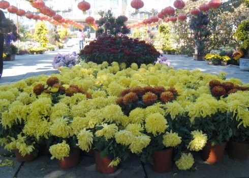 七绝：菊展观花文／彭宇昭星城菊（图2）