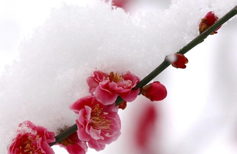 🌺梅雪之恋🌺 原创诗歌*作者冰心*幽蓝【冰心专栏】（图21）