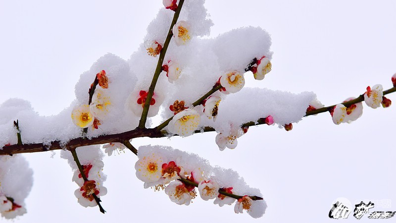 〔散文诗〕梅雪之恋 和冰心〔梅雪之恋〕文/湘涵(湖南)【冰心文化传媒】(图5)