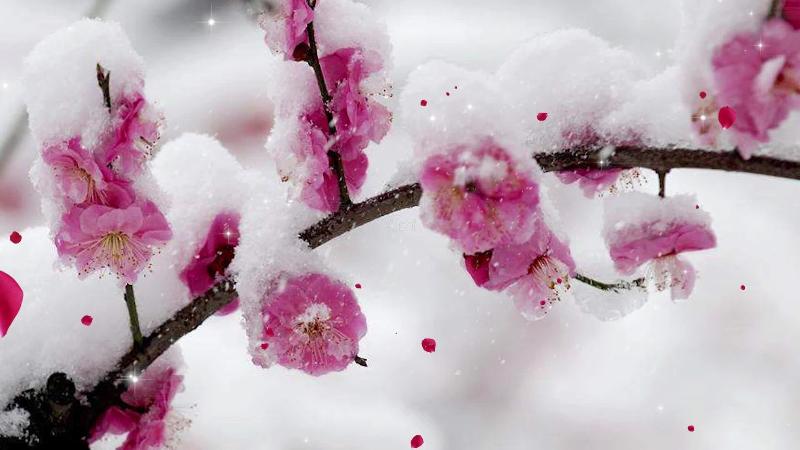 〔散文诗〕梅雪之恋 和冰心〔梅雪之恋〕文/湘涵(湖南)【冰心文化传媒】(图9)