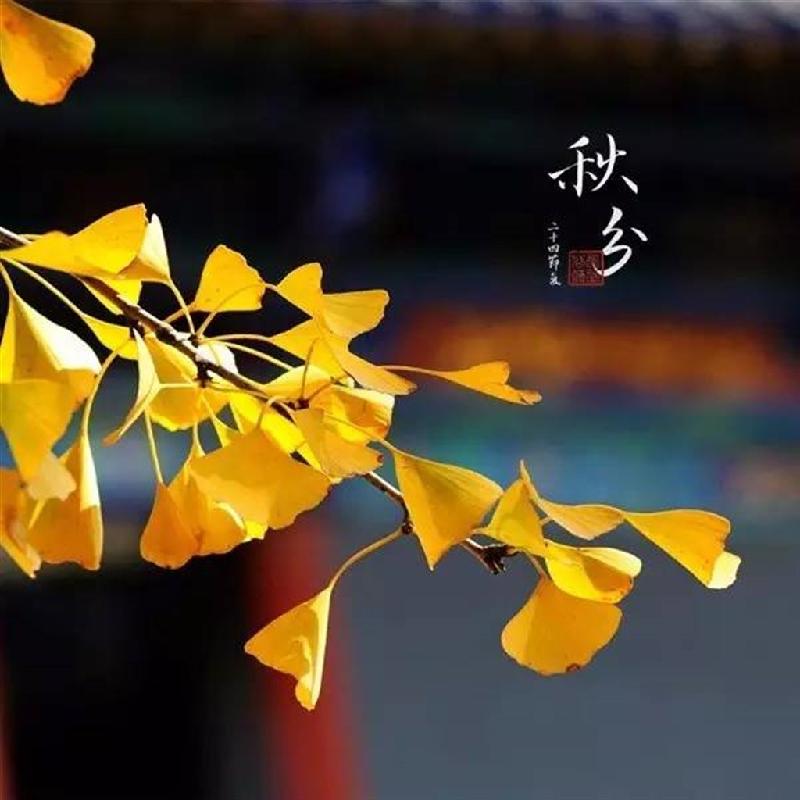 《中国爱情诗刊》 【中国爱情诗人档案】(第4037期)重庆诗人:踏雪寻梅的诗(图4)
