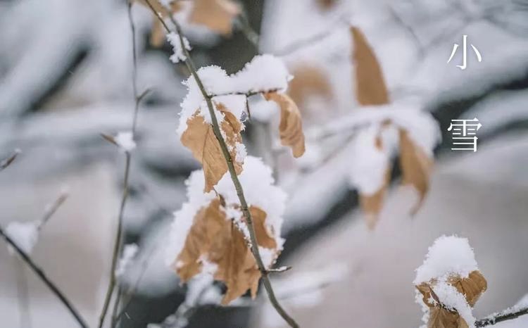 【新诗大观】小雪||文/ 惊鸿照影||诵/关蓓（图2）