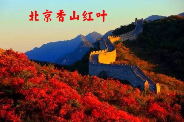 视频播放：聚在昭和公园看枫叶一一有感于日本华文作家协会举办的赏秋活动｜作者季风｜诵读千江月｜海外头条（图10）
