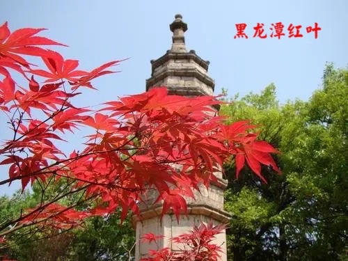 视频播放：聚在昭和公园看枫叶一一有感于日本华文作家协会举办的赏秋活动｜作者季风｜诵读千江月｜海外头条（图11）