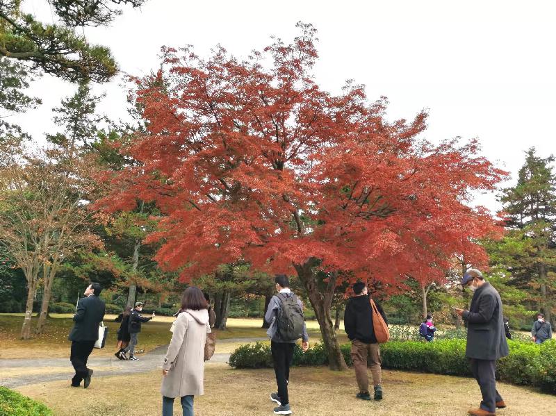 视频播放:聚在昭和公园看枫叶一一有感于日本华文作家协会举办的赏秋活动|作者季风|诵读千江月|海外头条(图12)